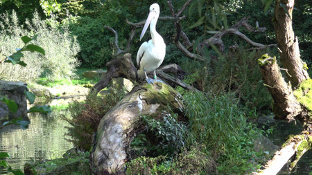 Australian pelican (Pelecanus conspicillatus)の写真素材