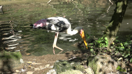 Painted Stork (Mycteria leucocephala) hunting in lakeの写真素材