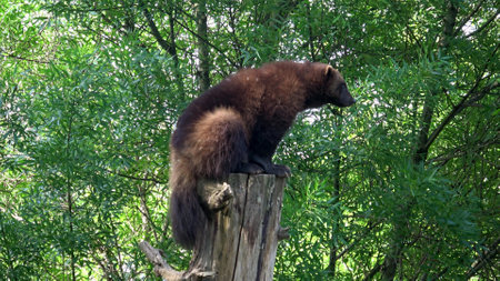 Wolverine (Gulo gulo) on the tree trunk.の写真素材