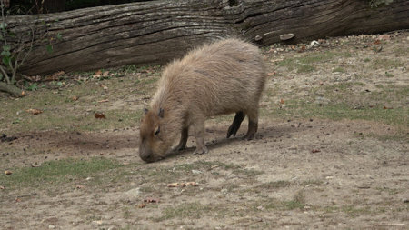 The capybara, Hydrochoerus hydrochaeris is a mammal native to South America. It is the largest living rodent in the world.の写真素材