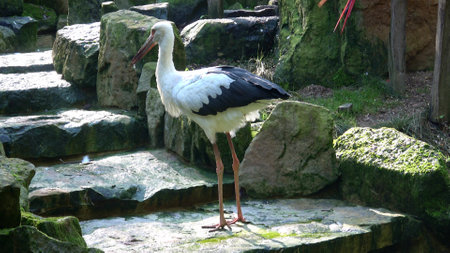 White Stork ( Ciconia ciconia ) on the staircaseの写真素材