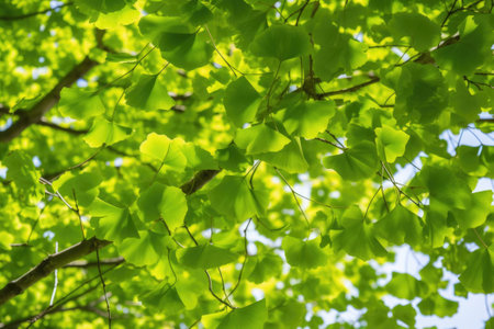 Green leaves of a ginkgo biloba tree in the springtime. Generative AIの素材