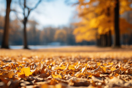 A carpet of beautiful yellow and orange fallen leaves against a blurred natural parkの素材