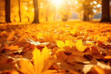 A carpet of beautiful yellow and orange fallen leaves against a blurred natural parkの素材