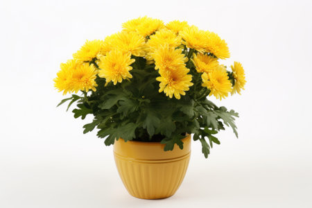 Beautiful bush of yellow chrysanthemums in flower pot. Autumn flowersの素材