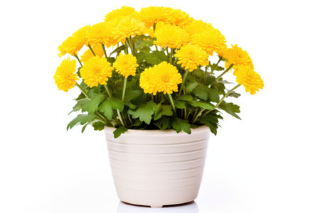 Beautiful bush of yellow chrysanthemums in flower pot. Autumn flowersの素材