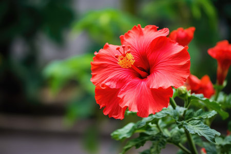 Red hibiscus flower on a green background. In the tropical garden.の素材