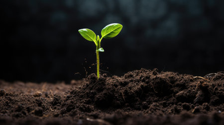 Young green tree plant sprout growing up from the black soil. Growth new life concept.の素材
