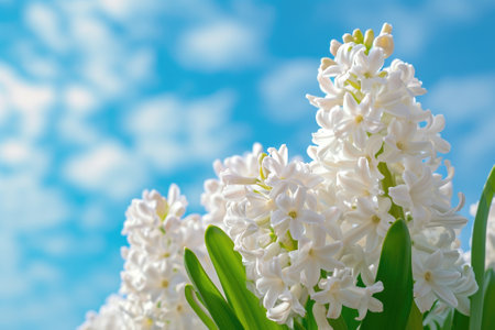 White hyacinth on blue sky background. Spring flowers.の素材