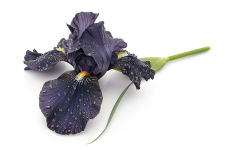 Beautiful dark purple iris flower isolated on white background.の素材