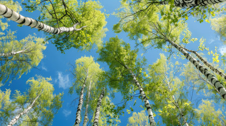 Birch tree with fresh green leaves on a summer day against the blue skyの素材