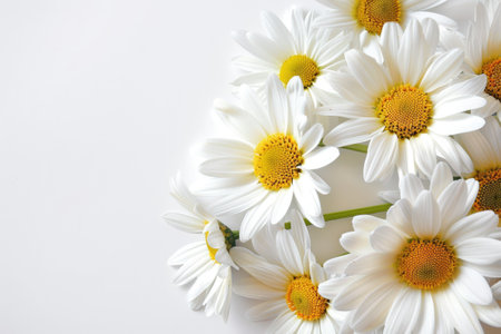 Invitation card design with Shasta Daisy flowers only, white background.の素材