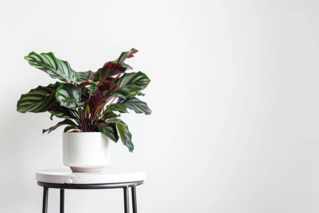 Indoor plant in a white pot on a small tableの素材