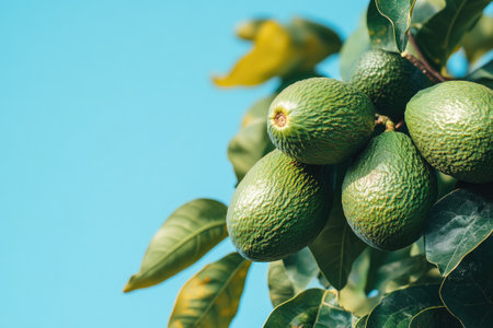 Close-up of fresh green avocados growing on tree in orchard with blue sky backgroundの素材