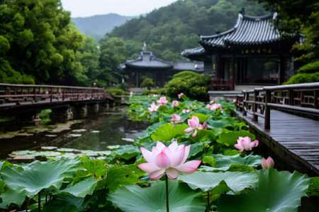 Beautiful pink lotus flowers growing in pond with traditional Korean architecture in backgroundの素材