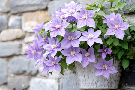 Light purple clematis flowers growing in a pot fixed on a stone wall create a charming and elegant atmosphereの素材