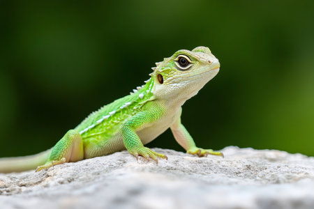 Close-up of a bright green Knight Anole, also known as Anolis equestris, resting on a rockの素材
