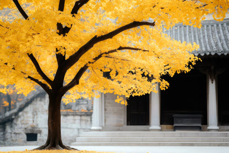 Beautiful ginkgo tree with yellow leaves growing in front of a traditional Chinese temple during autumn seasonの素材