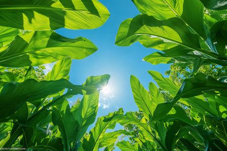 Lush green leaves frame a bright sun against a clear blue sky, creating a vibrant and refreshing natural sceneの素材