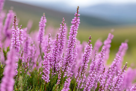 Beautiful pink heather flowers growing in green field with blurred backgroundの素材