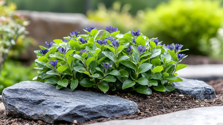 Beautiful ceratostigma plumbaginoides with purple flowers growing between rocks in a gardenの素材