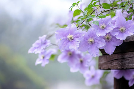 Light purple clematis flowers and green leaves climbing on dark brown wooden beams of a pergola in a gardenの素材