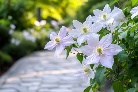 Beautiful white clematis flowers blooming in spring gardenの素材