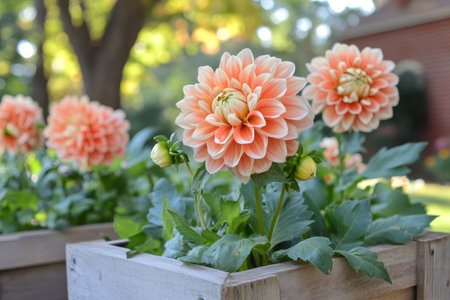 Peach colored dahlia flowers growing in a wooden planter box in a gardenの素材