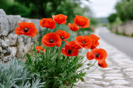 Beautiful red poppies blooming near stone wall and cobblestone road in countrysideの素材
