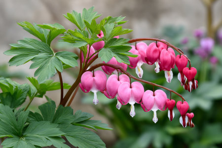 Close up of dicentra spectabilis, also known as bleeding-heart, lyre flower or Venus's car, showing its heart-shaped pink and white flowersの素材