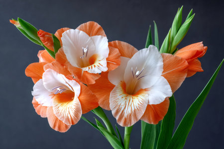 Orange and white gladiolus flowers with buds and green leaves creating a delicate and elegant composition on a dark backgroundの素材