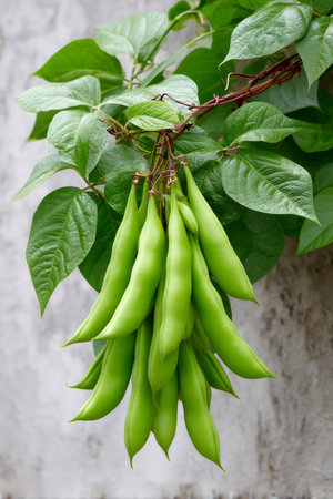 Fresh green beans ripening on a vertical vine with lush leaves against a plain wallの素材