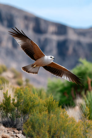 Black-breasted buzzard kite soaring with wings spread in natural habitatの素材