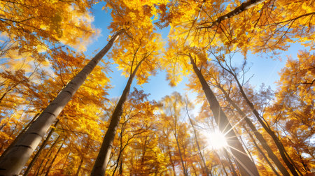 Golden autumn leaves filling forest canopy with sun passing through branchesの素材