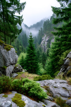 Forested mountain valley showing pine trees, rocks, and a misty fogの素材