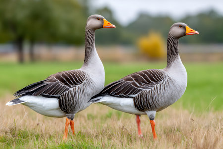 Two greylag geese standing side by side in a grassy field outdoorsの素材