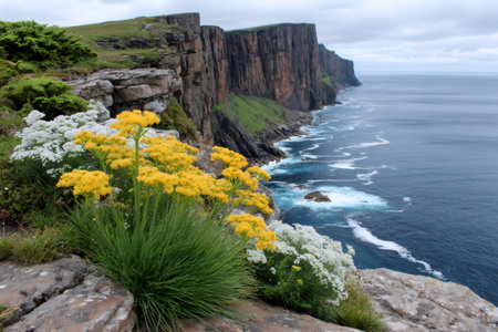 Coastal wildflowers blooming on the rugged cliffs of Handa Island, Scotland, with the vast Atlantic Ocean beyondの素材