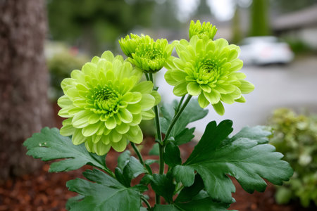 Green chrysanthemum flowers and buds growing in an outdoor garden on a sunny dayの素材