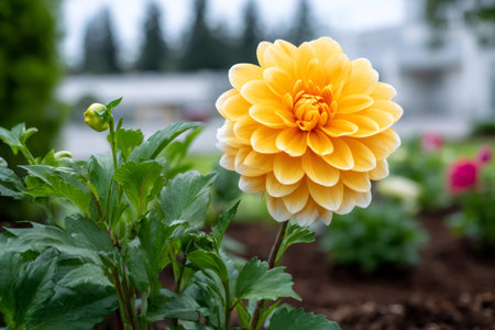 Yellow dahlia flower blooming beautifully with green foliage in a vibrant gardenの素材