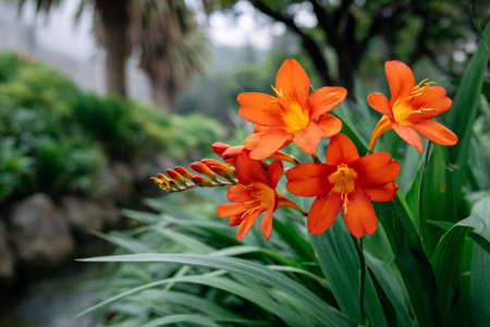 Orange crocosmia flowers and buds flourishing among green foliage in a garden settingの素材