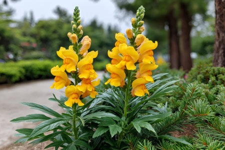 Yellow snapdragon flowers blooming in a vibrant green garden bed on a cloudy dayの素材