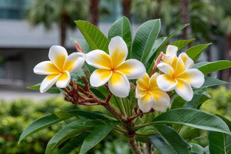 Plumeria flowers blooming on a frangipani tree in a tropical gardenの素材