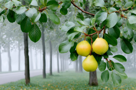 Ripe yellow pears hanging from a tree branch in a foggy agricultural settingの素材