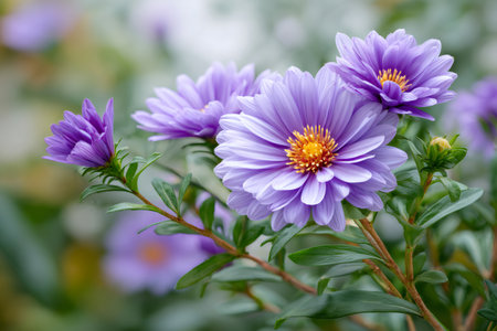 Purple aster flowers with yellow centers blooming in a gardenの素材