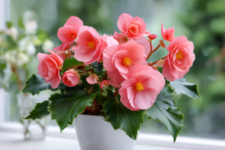 Potted pink begonia flowers blooming on a windowsill against a blurred green backgroundの素材