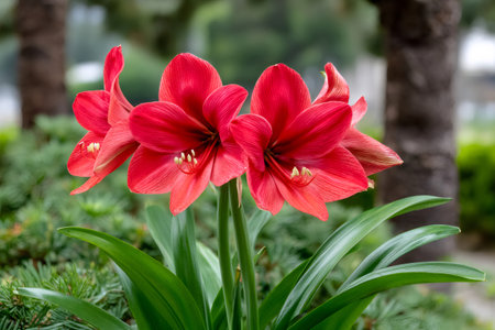 Red amaryllis flowers displaying vibrant petals and green foliage in bloomの素材