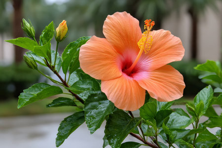 Orange hibiscus flower and buds with green leaves having water dropletsの素材