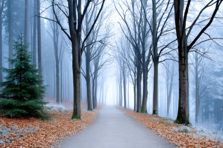 Forest path leading into a misty winter landscape with bare trees and fallen leavesの素材