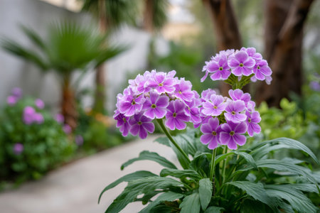 Purple polyanthus primrose flowers growing in a lush green garden settingの素材