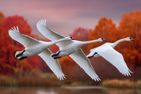 White tundra swans flying in formation during fall migration over a lakeの素材